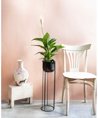 Ayaklı Saksıda Barış - Yelken Çiçeği 110 cm